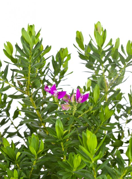 Polygala Polygala