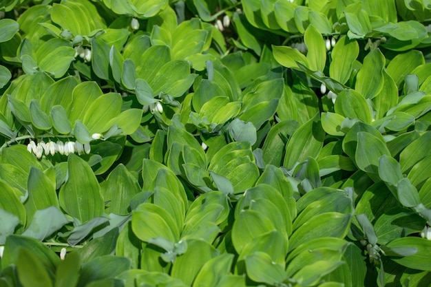 Foto polygonatum de selo de salomão angular no jardim