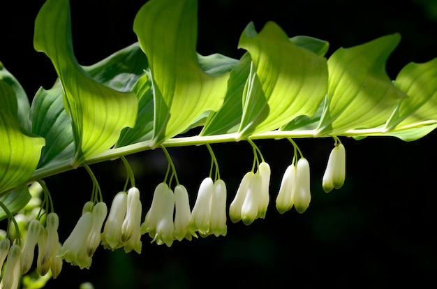 Polygonatum odoratum en flor, especies nativas de Eurasia utilizadas en la medicina tradicional