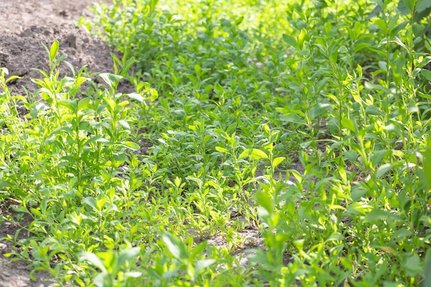 Polygonum aviculare texturizado Planta medicinal con muchos beneficios Enfoque selectivo