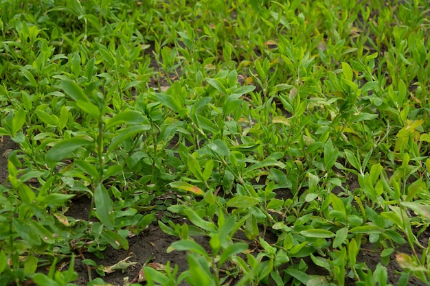 Polygonum aviculare texturizado Planta medicinal con muchos beneficios Enfoque selectivo