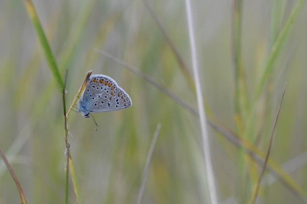 Polyommatus icarus gemeinsames blaues Schmetterlingsmakro in der Natur