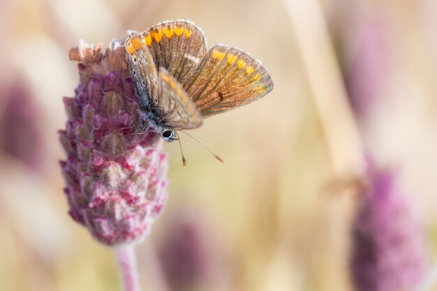 Polyommatus icarus