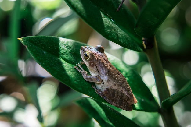 Foto polypedates leucomystax na árvore