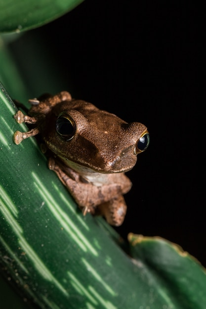 Foto polypedates leucomystax na folha