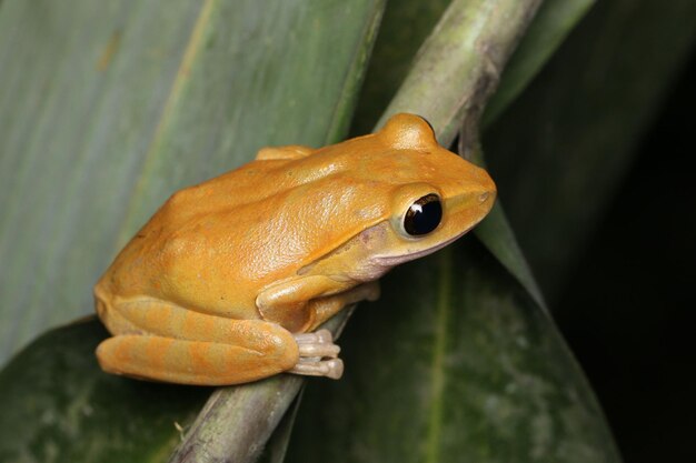 Foto polypedates megacephalus hallowell, 1861