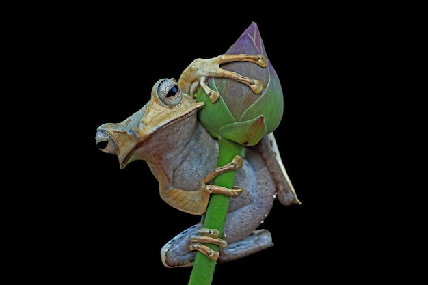 Foto polypedates otilophus closeup en capullo de nenúfar polypedates otilophus vista frontal animal closeup