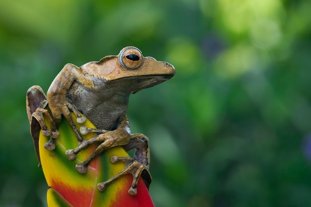 Polypedates otilophus front view