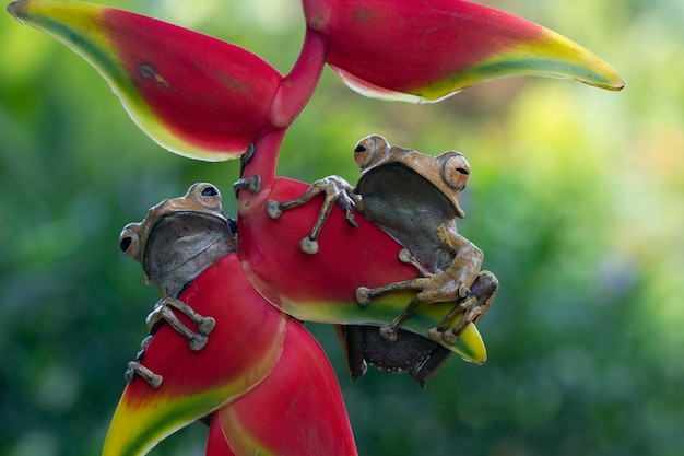 Polypedates otilophus Nahaufnahme auf roter Knospe