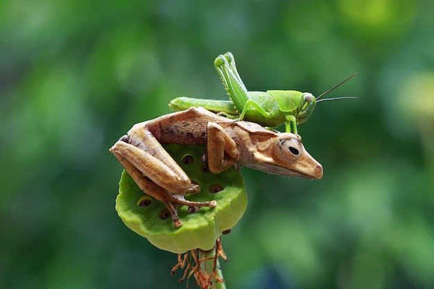 Foto polypedates otilophus con saltamontes en el cuerpo