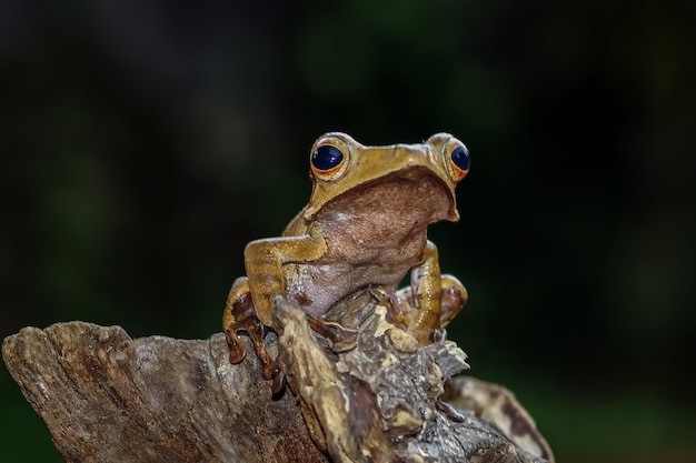 Foto polypedates otilophus sentado en madera polypedates otilophus vista frontal
