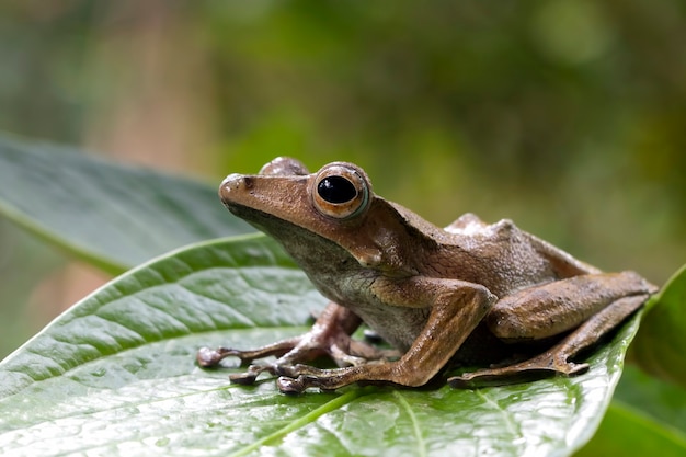 Foto polypedates otilophus sentado sobre hojas verdes