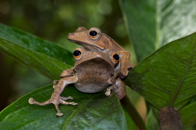 Polypedates otilophus sentado sobre hojas verdes