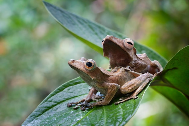 Polypedates otilophus sitzt auf grünen Blättern