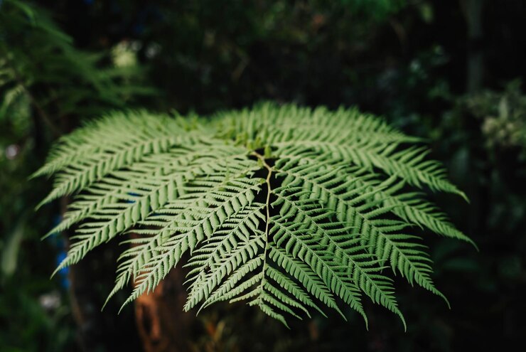 Un Polypodiopsida o Polypodiophyta o hojas de helecho