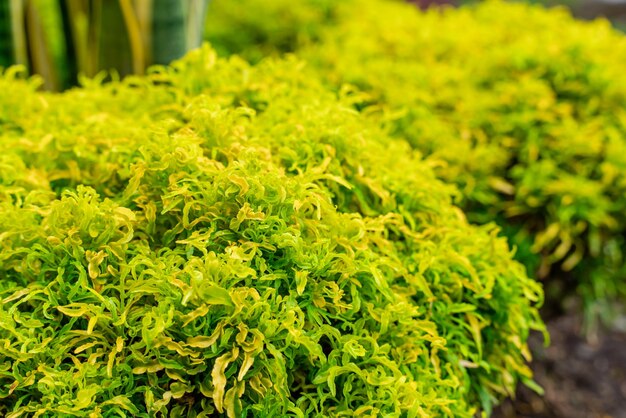 Polyscias fruticosa Wachstum im Garten Zierbäume grüner Park namens Ming Aralia