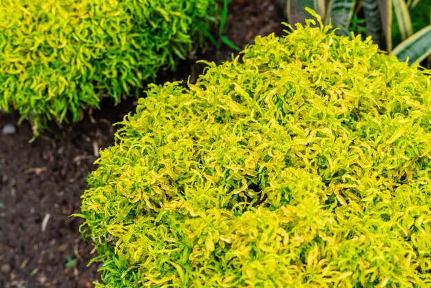 Polyscias fruticosa Wachstum im Garten Zierbäume grüner Park namens Ming Aralia