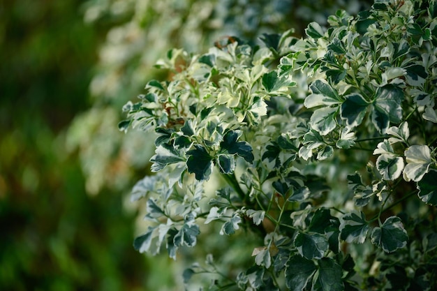 Polyscias Guilfoylei de planta perenne con hoja verde de hojas manchadas en el jardín
