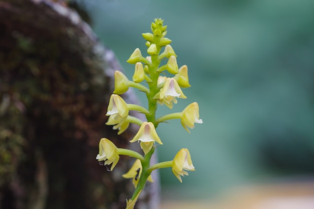 Polystachya conereta Seltene Arten wilde Orchideen im Wald