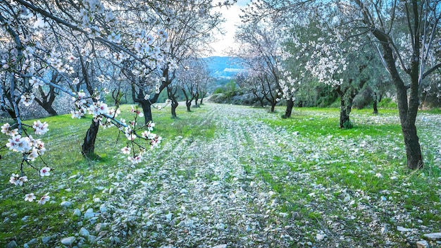 Pomar de árvores de Almont em árvores de primavera cobertas de flores brancas seguidas ao longo do caminho