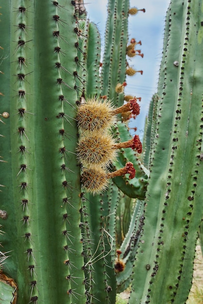 Pomar de cactos dando ricas bolas de pitayas com espinhos nos órgãos em um dia nublado