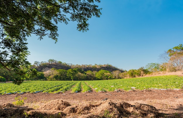 Pomar de cultivo de melancia Lote de cultivo de melancia com céu azul Cultivo e colheita de melancia