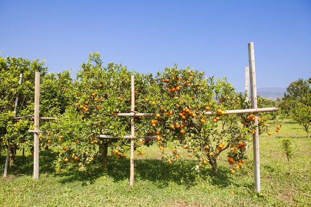 Pomar de laranja no norte da Tailândia