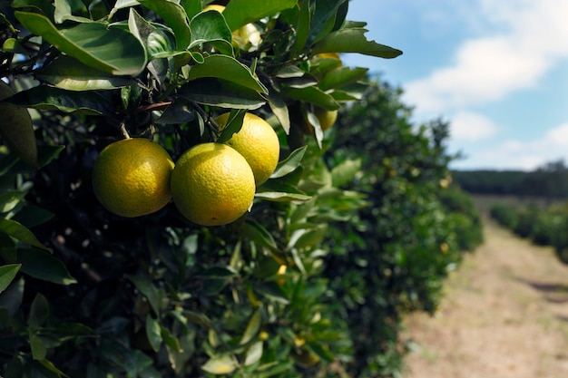 Pomar de laranja