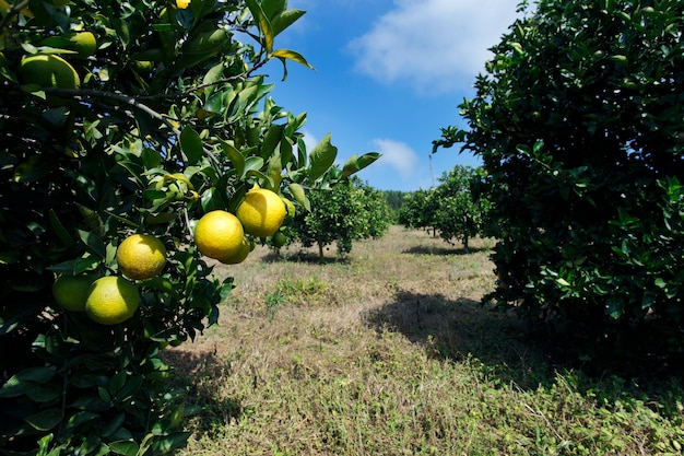 Pomar de laranja