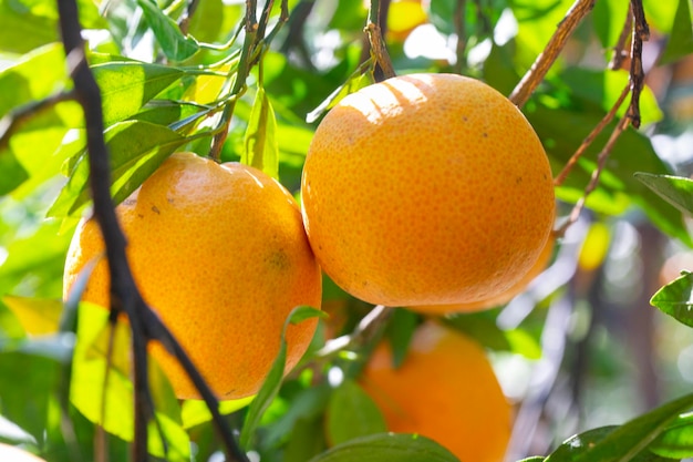 Pomar de laranjeiras à luz do sol coberto de laranja amarelo cítrico