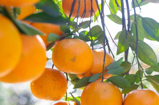 Pomar de laranjeiras à luz do sol coberto de laranja amarelo cítrico