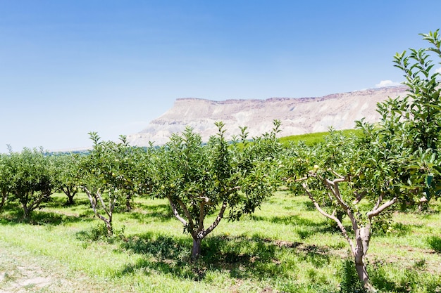 Pomar de maçãs com vista de buttes.