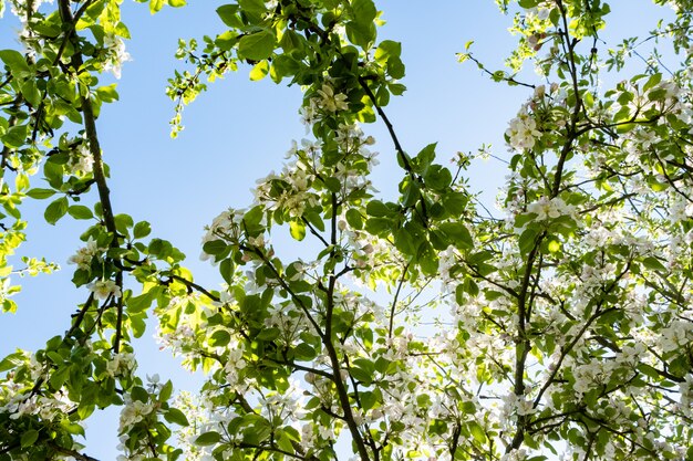 Pomar de maçãs em flor na primavera sob o sol e o céu azul