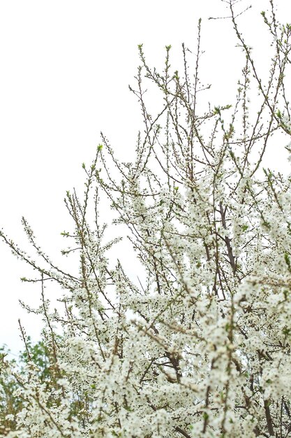 Pomar de maçãs florescendo na primavera