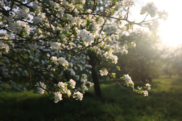 pomar de maçãs florescendo primavera fundo galhos árvores flores natureza