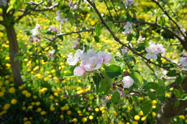 Pomar de macieiras florescendo na primavera Ramos floridos de um pomar de macieiras