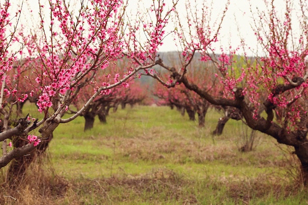 Pomar de pessegueiros floresceu na primavera