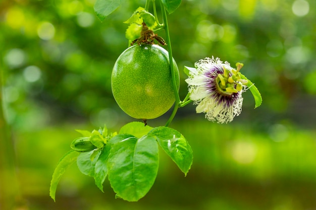 Pomar de verão fruta gorda verde flor de maracujá