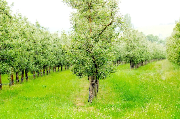 pomar em maio após o fim do processo de floração