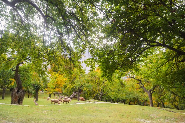 Pomar orgânico do jardim verde no verão. Gilgit Baltistão, Paquistão