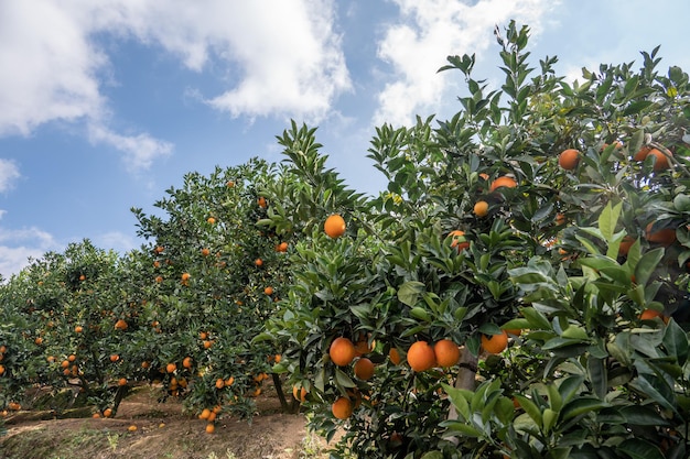 Pomares de laranja sob céu claro e nuvens brancas