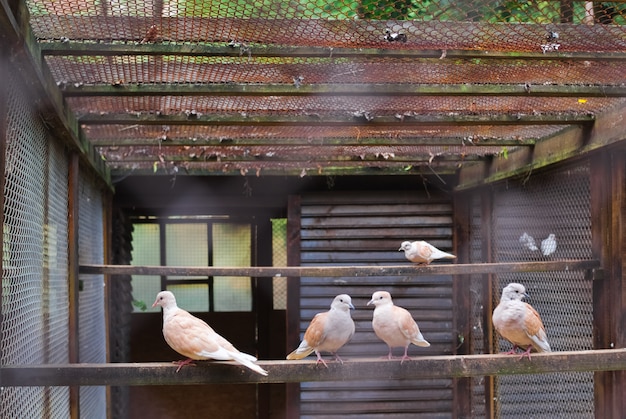 Pomba branca que senta-se na filial no jardim zoológico. pombos em uma gaiola