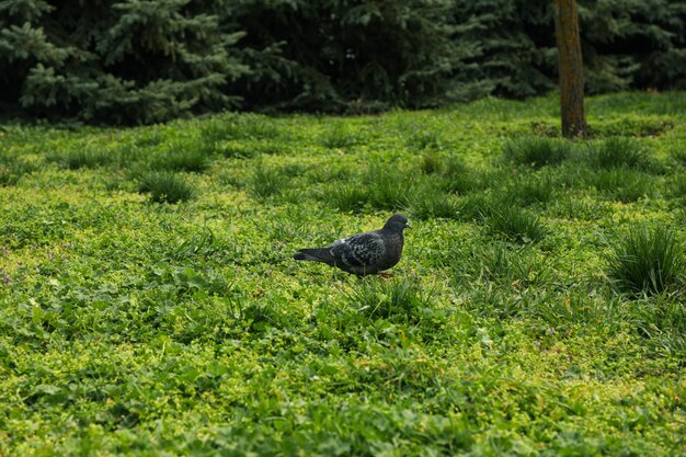 Pomba caminhando na grama verde no parque. primavera