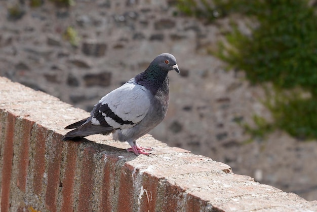 Pomba cinza cintilante pombo da cidade columba livia domestica sentado na parede de paralelepípedos na cidade