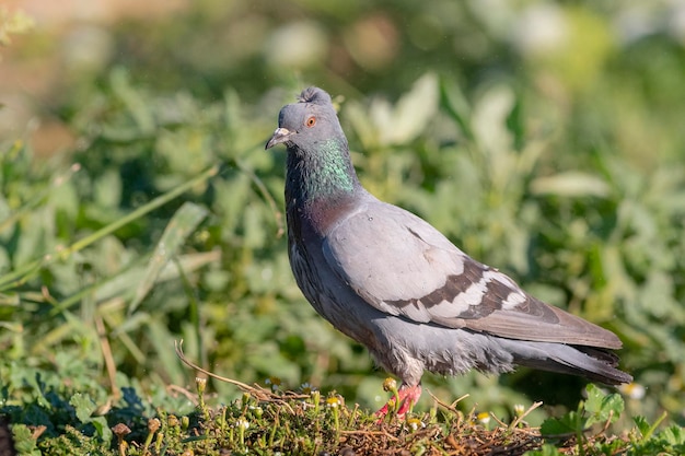 pomba-da-rocha, pombo-rocha, pombo-comum ou pombo doméstico (Columba livia domestica) Toledo, Espanha