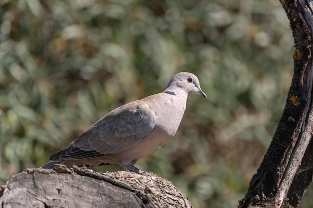 Pomba de colarinho euro-asiático (Streptopelia decaocto) Málaga, Espanha