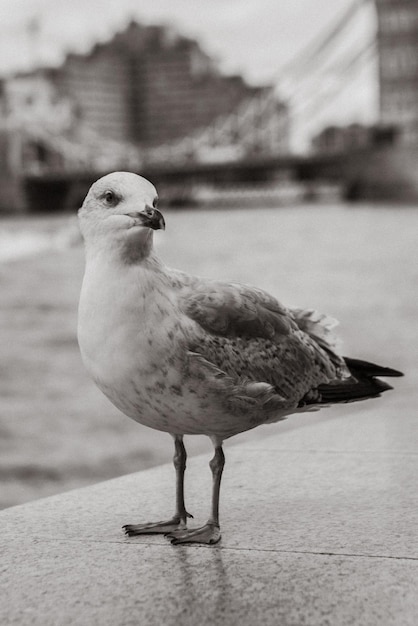 Foto pomba de londres