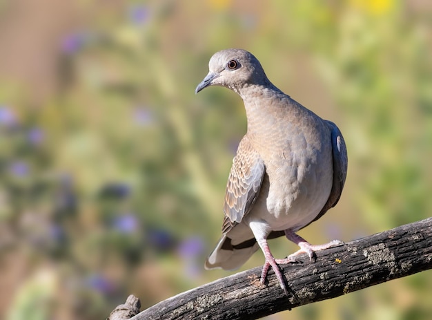 Pomba de tartaruga europeia Streptopelia turtur Um pássaro senta-se em um velho galho seco