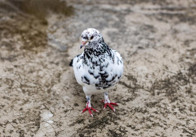 Pombo foto de stock. Imagem de branco, pena, beleza, pombo - 14491924