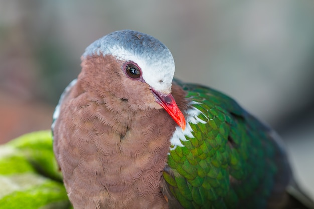 Pomba esmeralda ou pombo verde